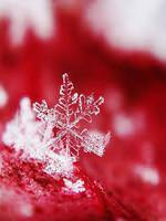 Snow Flakes of blood