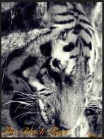The Black Tiger