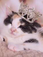 Emperor the cat