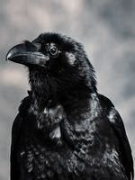 Flight of the Ravens