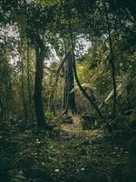 Ocean of Trees