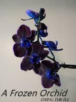 A Frozen Orchid