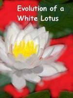 Evolution of a White Lotus