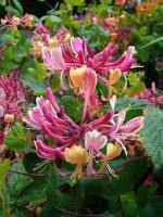Honeysuckle